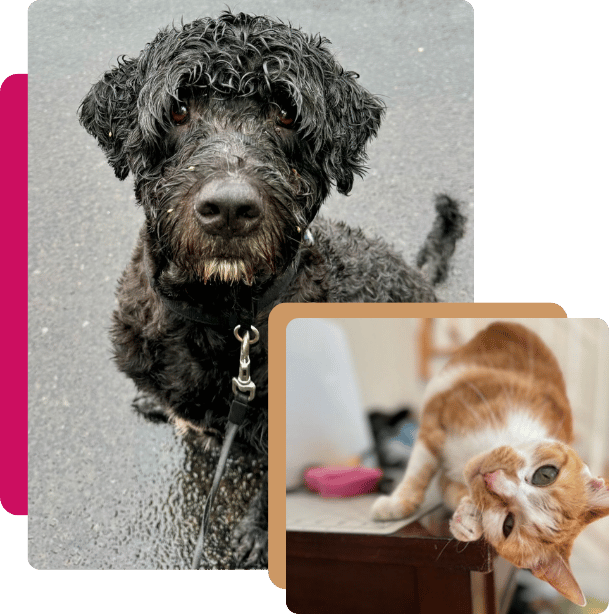 Dog Walking, Pet Sitting, and Cat Care Services You Cant Trust in Guilford, CT